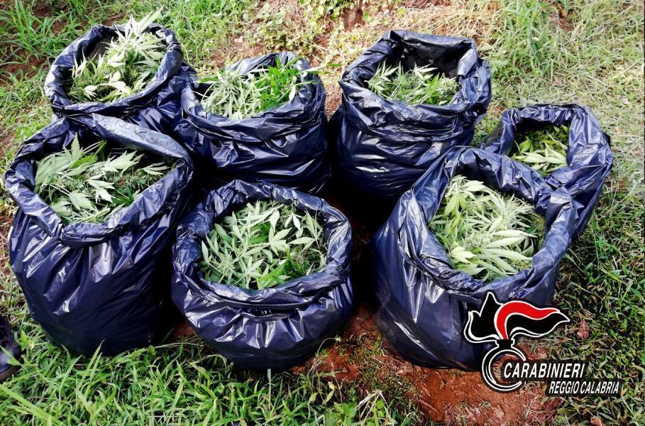 sequestro marijuana Dioniso