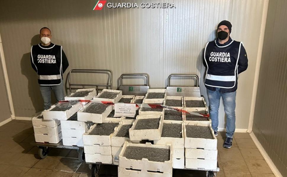 sequestro novellame bianchetto guardia costiera