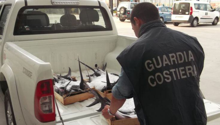 sequestro pesce spada guardia Costiera