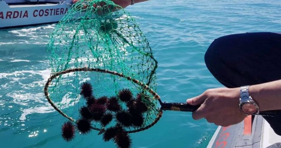 sequestro ricci di mare