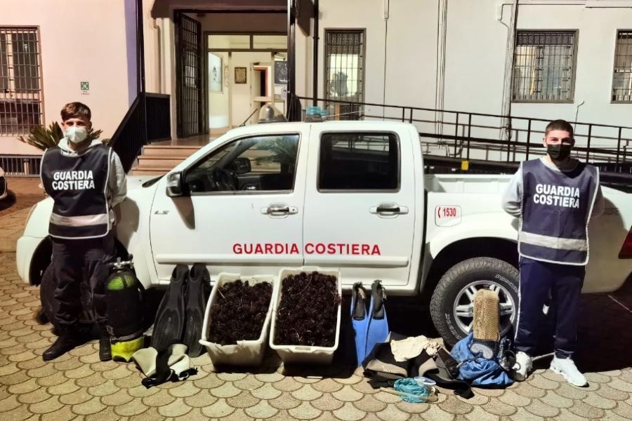 Trebisacce, sequestrati 1.800 esemplari di ricci di mare 59 sequestro ricci mare trebisacce guardia costiera