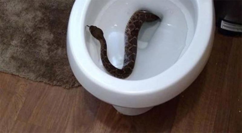 Madre e figlia trovano un serpente nel water 51 serpente bimbo