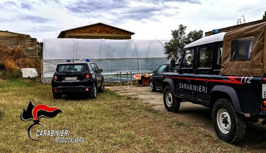 La piantagione di marijuana nella serra vicino casa, arrestata intera famiglia 53 serra bovalino marijuana famiglia 01