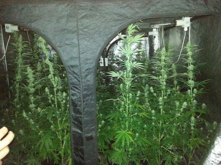 serra di marijuana napoli roadtv