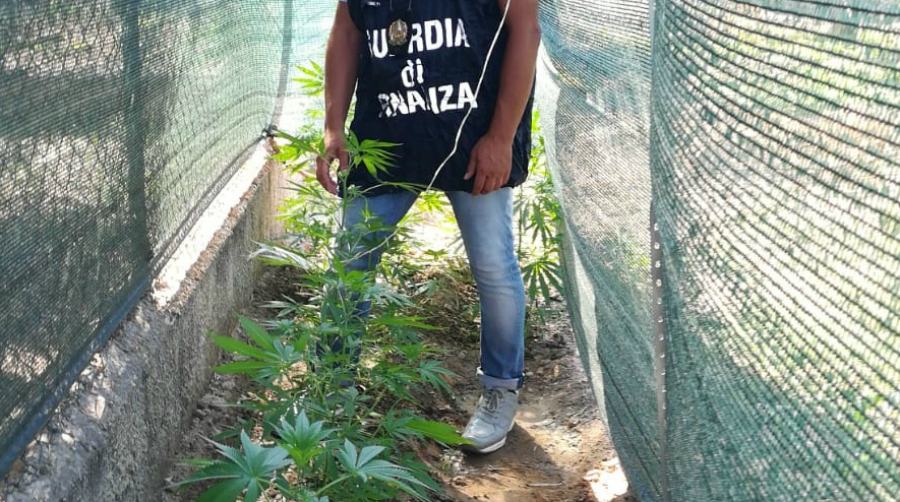 serra marijuana casa rossano