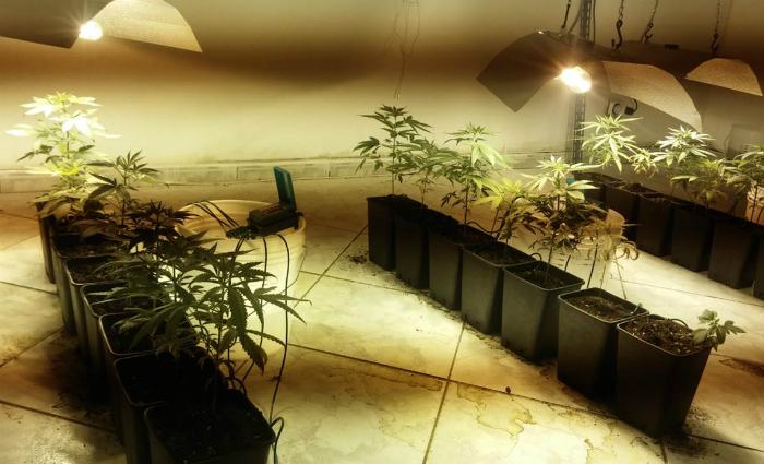 serra-marijuana-crotonese