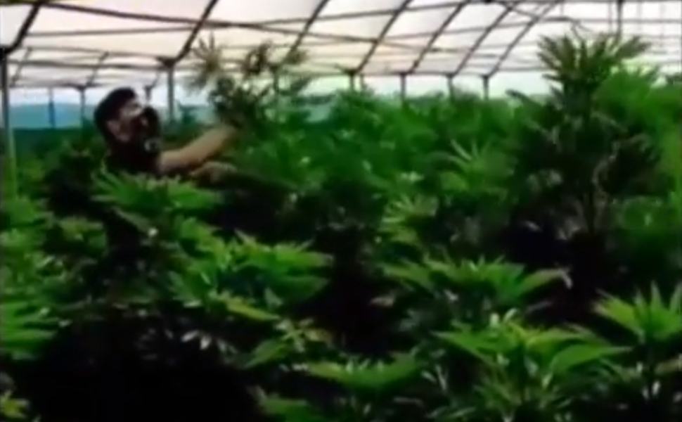 serra marijuana guardia finanza lamezia