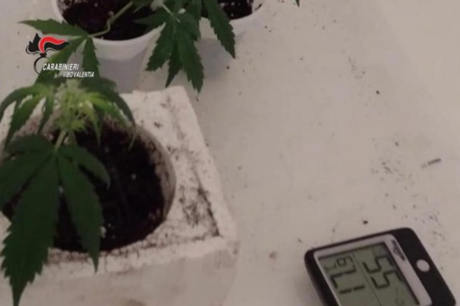 serra marijuana hero vibo