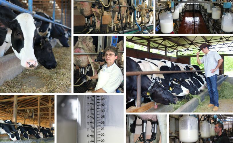 settore avicolo e lattiero caseario