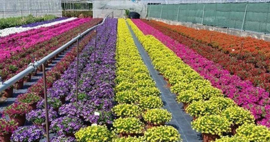 Un milione di euro per il comparto florovivaistico 51 settore florovivaistico 1