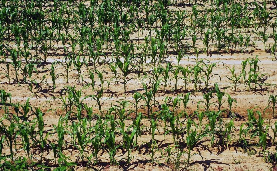 siccita campi cosentino 1