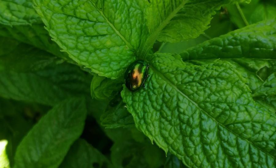 Salvaguardia degli insetti impollinatori, al via il progetto “Simpara” 53 simpara 01