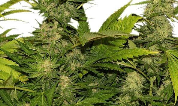 skunk