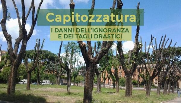 soluzione alberi capitozzatura