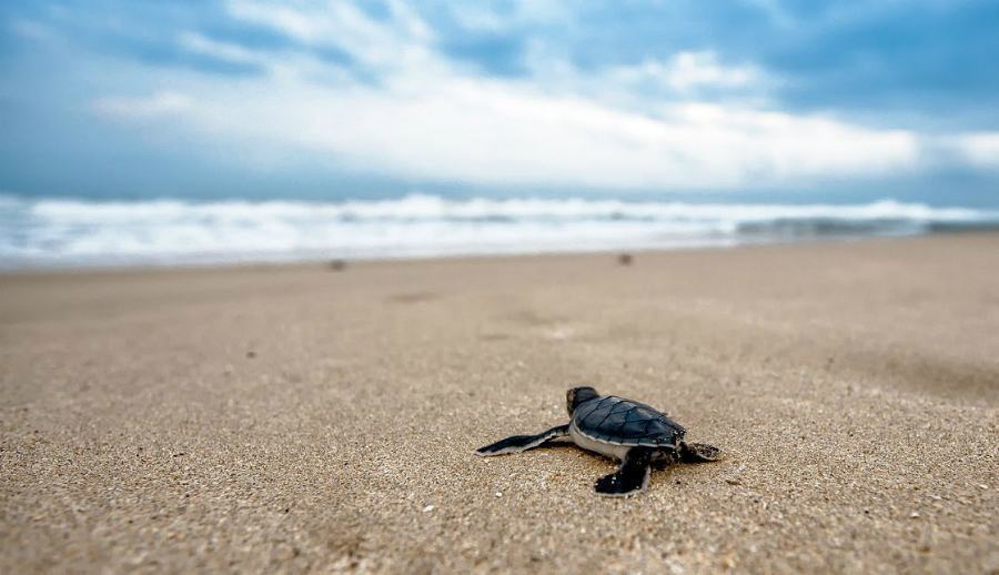 spiaggia tartarughe