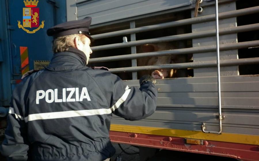 suini polizia montalto uffugo 01