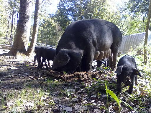 suino nero di calabria