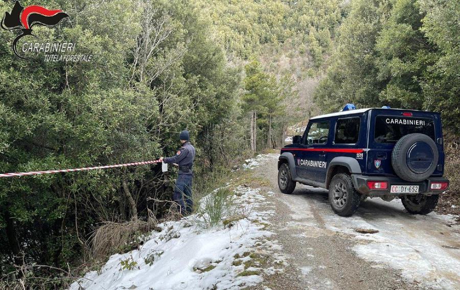 Taglio boschivo, falso e tentata truffa. Denunciati progettista e proprietario a Morano 51 taglio Parco del Pollino 1