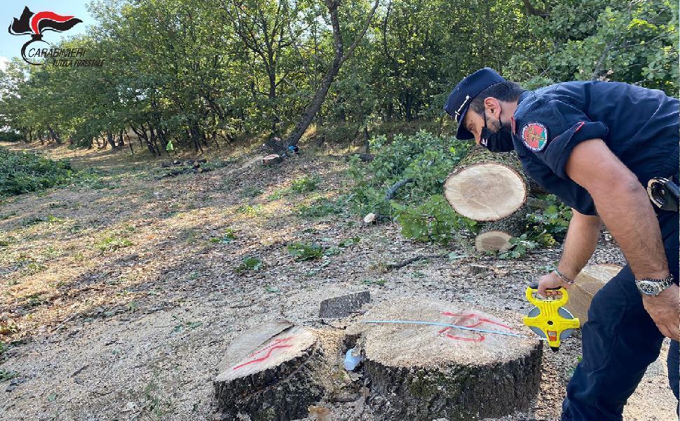 Montalto, furti di legna e taglio selvaggi nei boschi. Sequestri e denunce 51 taglio abusivo 1