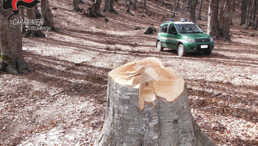 Abbattono un albero in un'area protetta del Parco della Sila, denunciati 53 taglio abusivo alberi parco sila forestali