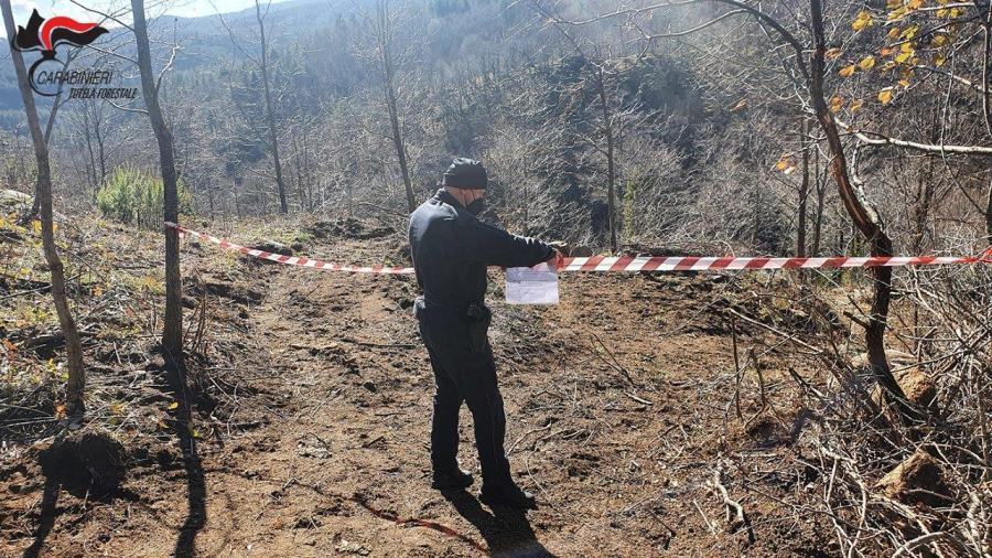 San Giovanni in Fiore, taglio abusivo di alberi e piante. Denunciata una persona 51 taglio alberi forestale