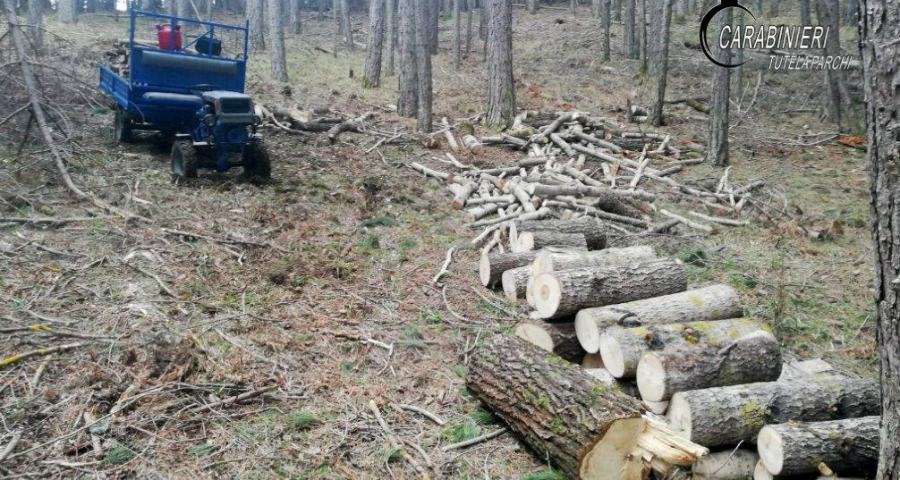 taglio alberi san giovanni in fiore carabinieri forestali 1