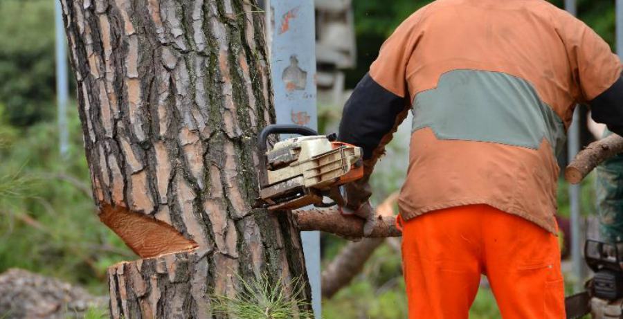 Schiacciato dall'albero che stava tagliando, morto un anziano 51 taglio alberi