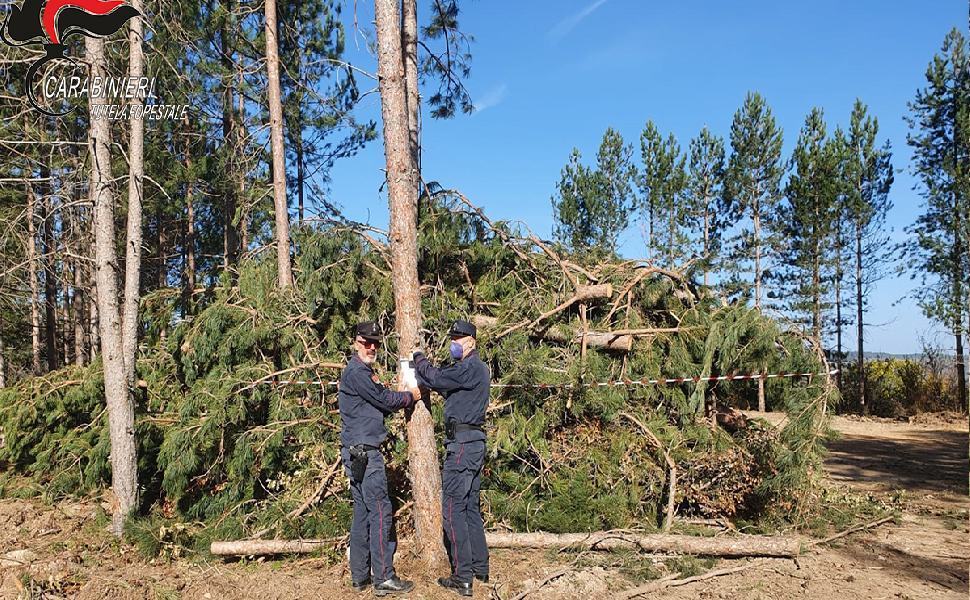 taglio camigliatello1