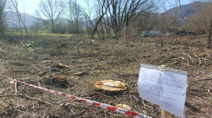 taglio campotenese pioppi