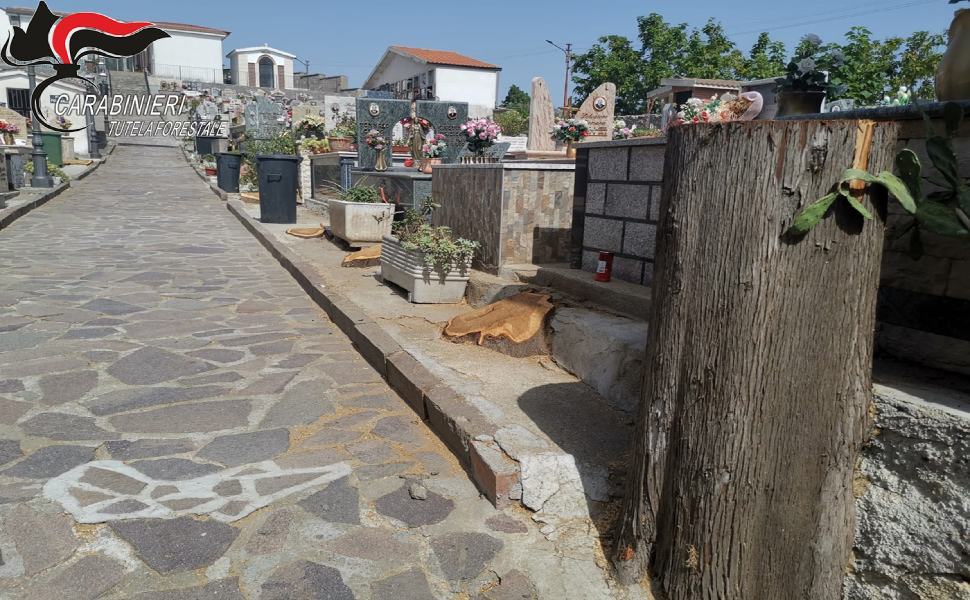 taglio cimitero 1