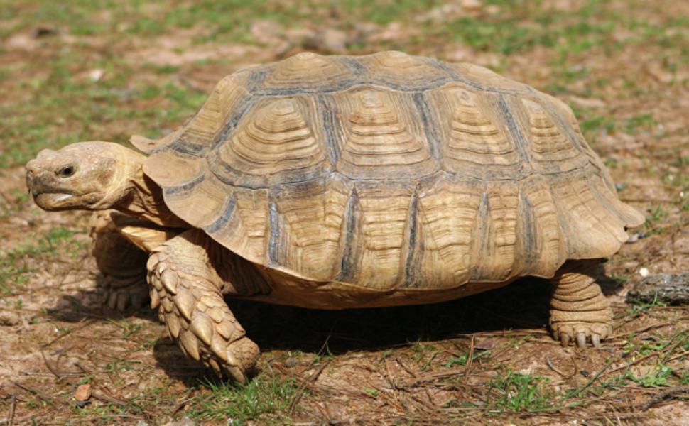 Cercavano droga e scoprono una tartaruga protetta in una cassetta di plastica 51 tartaruga 1