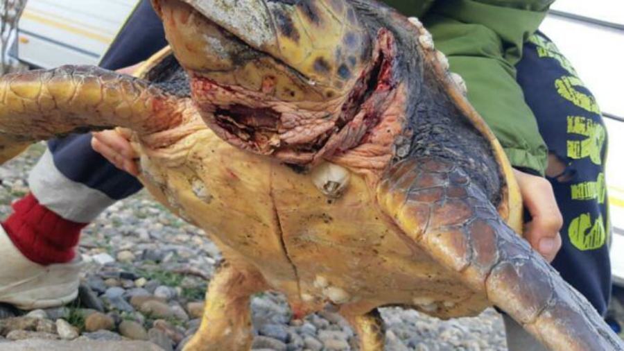 tartaruga caretta ferita ciro