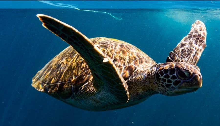 tartarughe mare plastic free