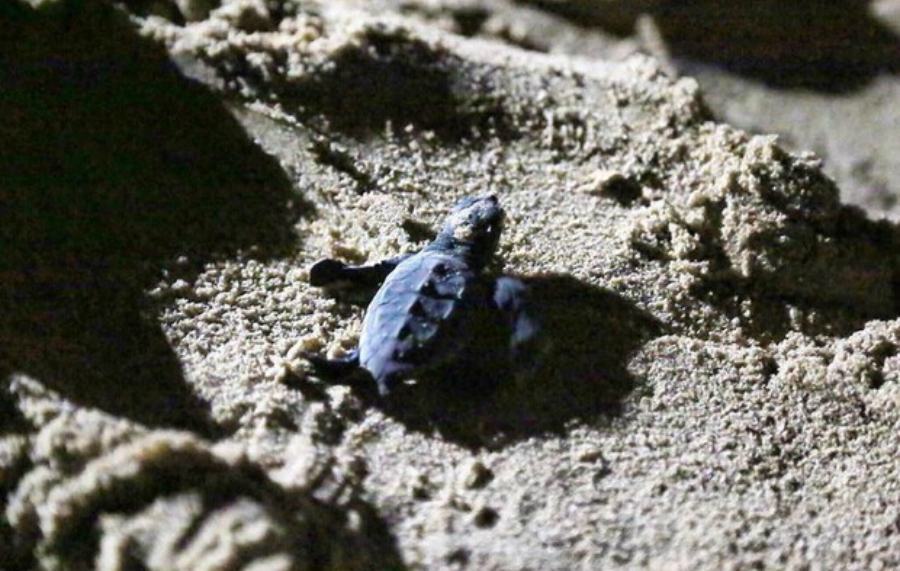 tartarughina caretta caretta