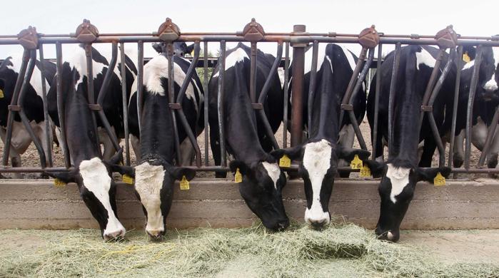Tubercolosi bovina sequestrato un allevamento in Calabria 51 tbc-bovina