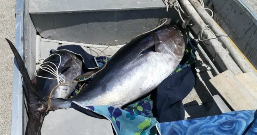 Pesca illegale, sequestrati 86 chili di tonno rosso e 20 di spada 51 tonno rosso sequestro