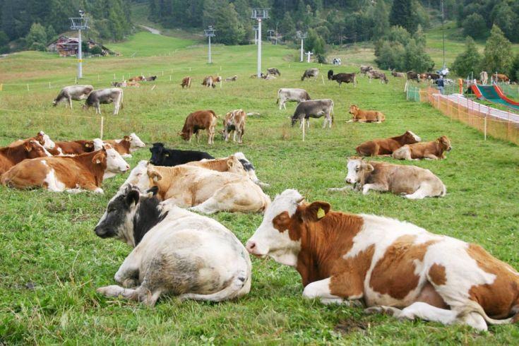 Al via la 6ª edizione della Festa della Transumanza: cene contadine, musica e tradizione a Mesoraca 51 transumanza