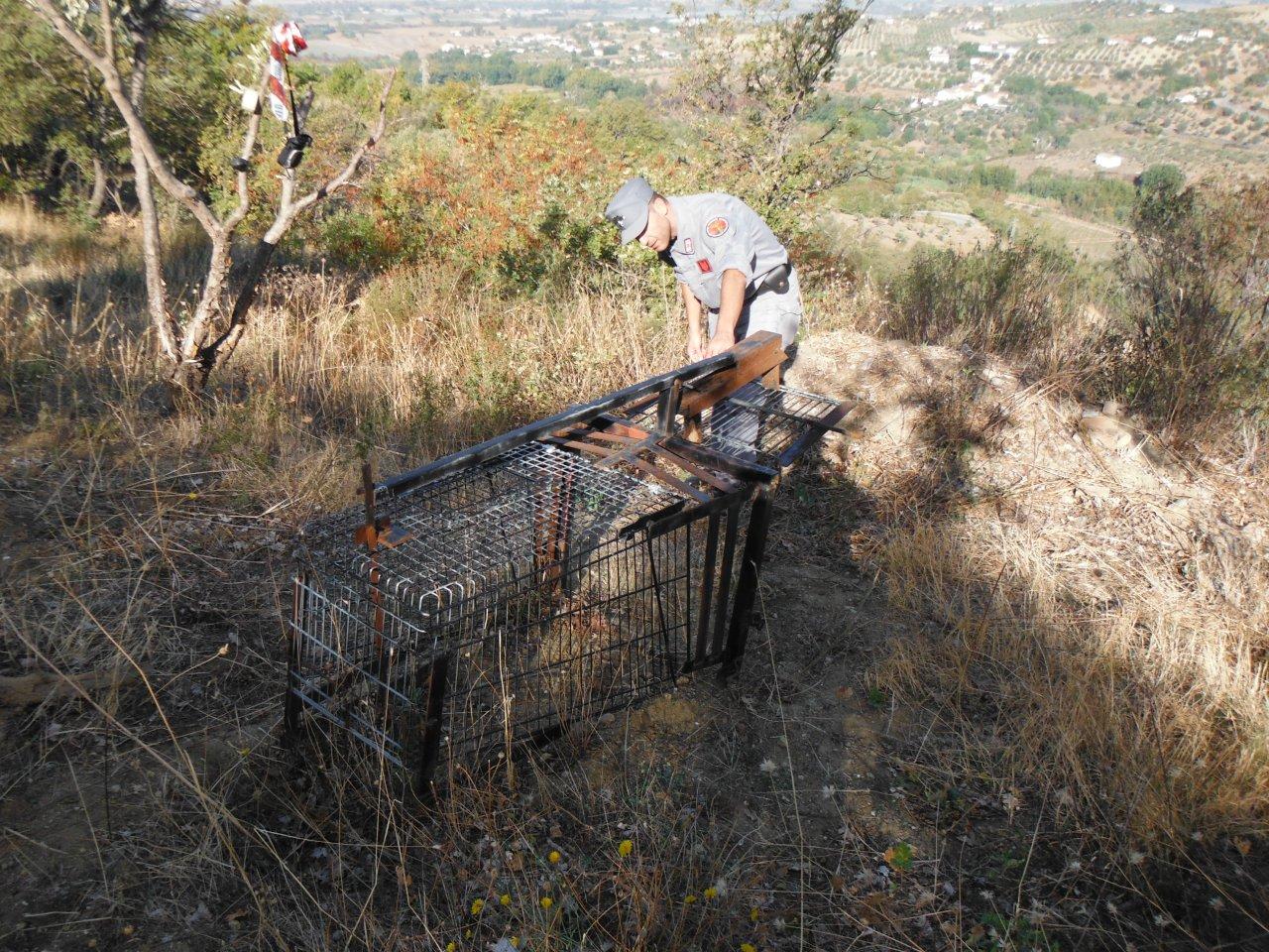 Cappi e trappole per cinghiali in provincia di Cosenza, sequestri e denunce 53 trappola