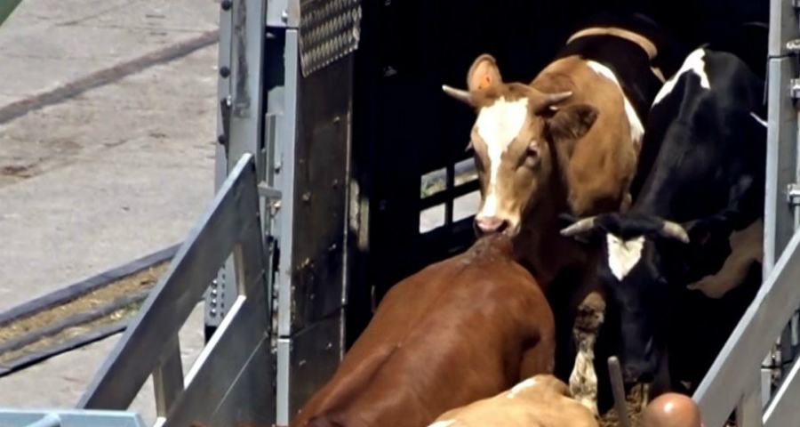 Ingente evasione fiscale, denunciati cinque commercianti di animali vivi 51 trasporto animali vivi