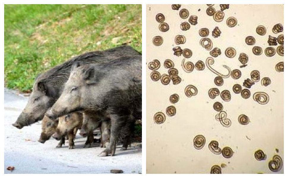 trichinosi cinghiale