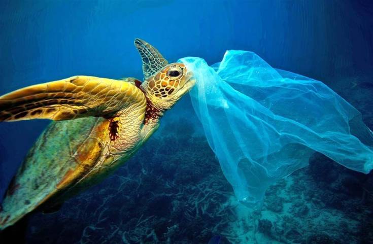 Buste di plastica illegali minacciano i mari calabresi, raffica di sequestri 68 turtle sea waste