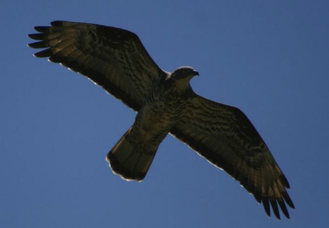 Parco Aspromonte, presto un corso per riconoscere gli uccelli rapaci europei 53 uccelli rapaci