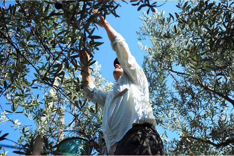 Coronavirus, Calabria perde 400 milioni di euro tra filiera olivicola e indotto 51 uliveto