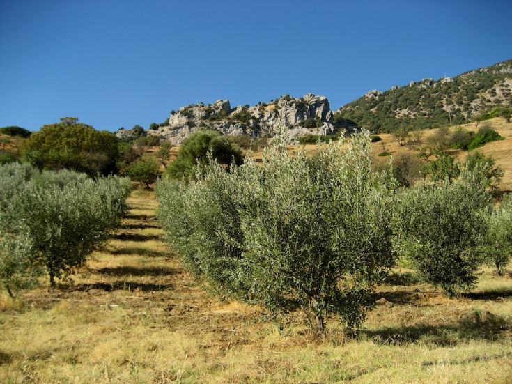 Gita domenicale a passeggio tra gli ulivi in cinque comuni della provincia di Cosenza 53 ulivi 1