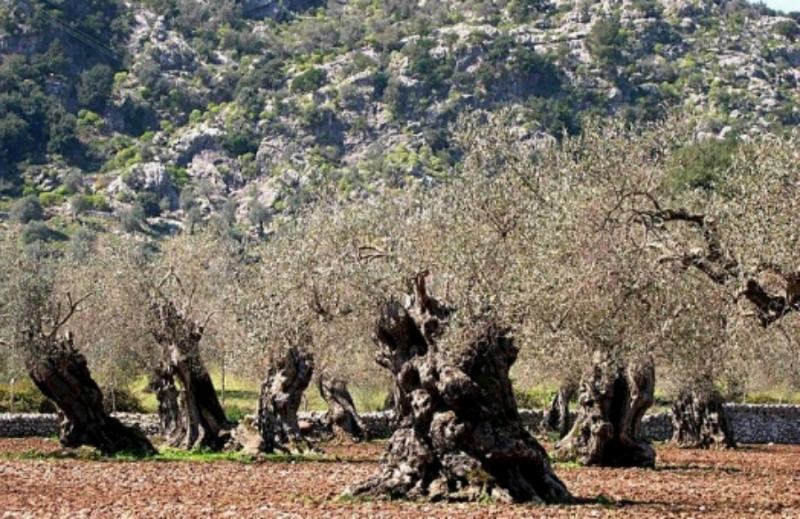 Nuovi contagi da Xylella, scomparso un terzo degli ulivi monumentali 59 ulivo 4