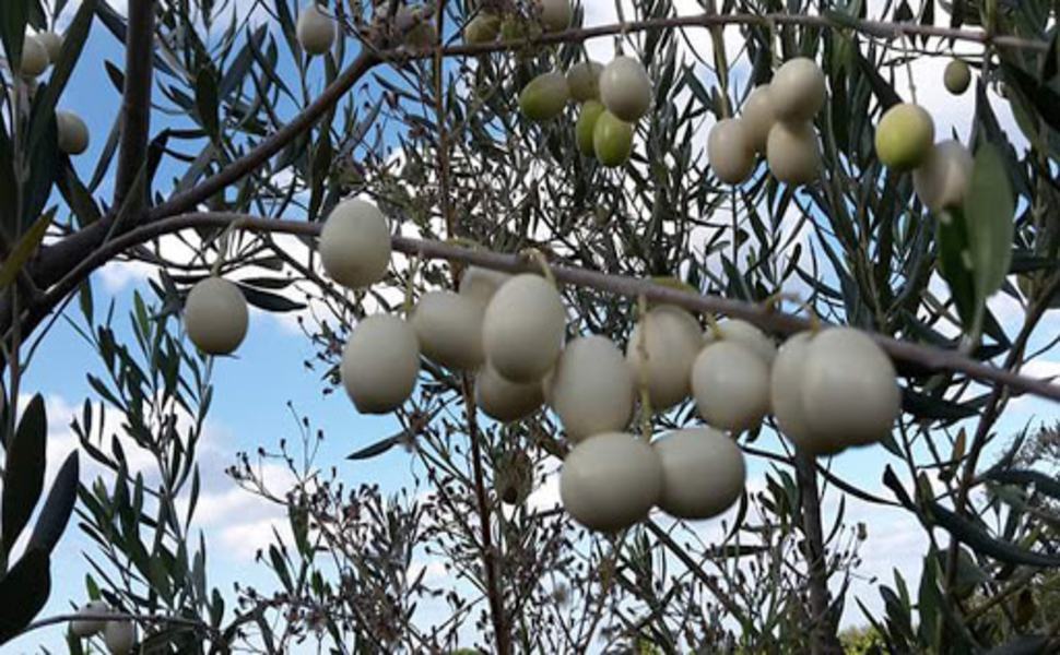 L'ulivo bianco torna ad essere un albero di interesse regionale 51 ulivo bianco 1