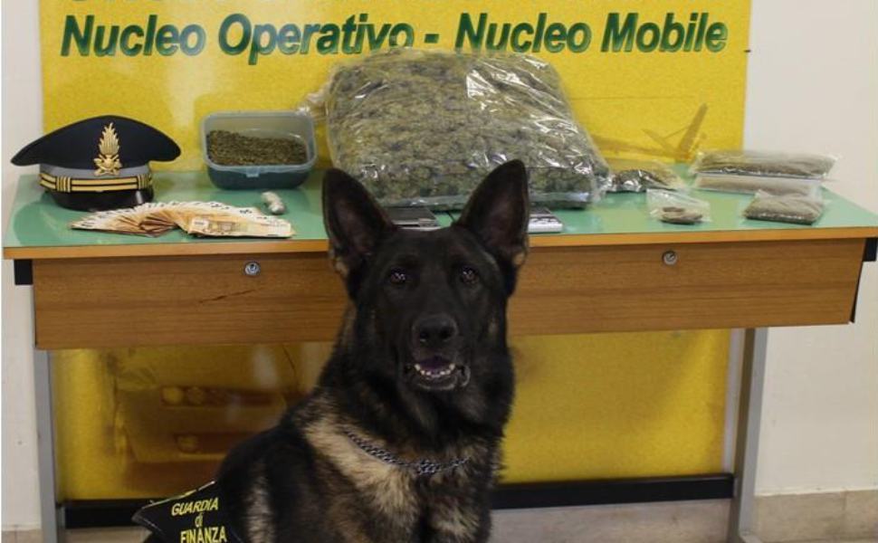 unita cinofila finanza marijuana 1