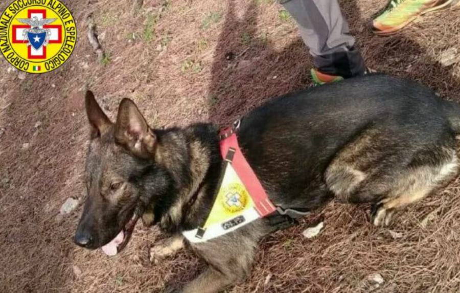 Cercano funghi in Sila e si perdono. A ritrovarli è Full, il cane del Soccorso Alpino 51 unita cinofila soccorso alpino calabria
