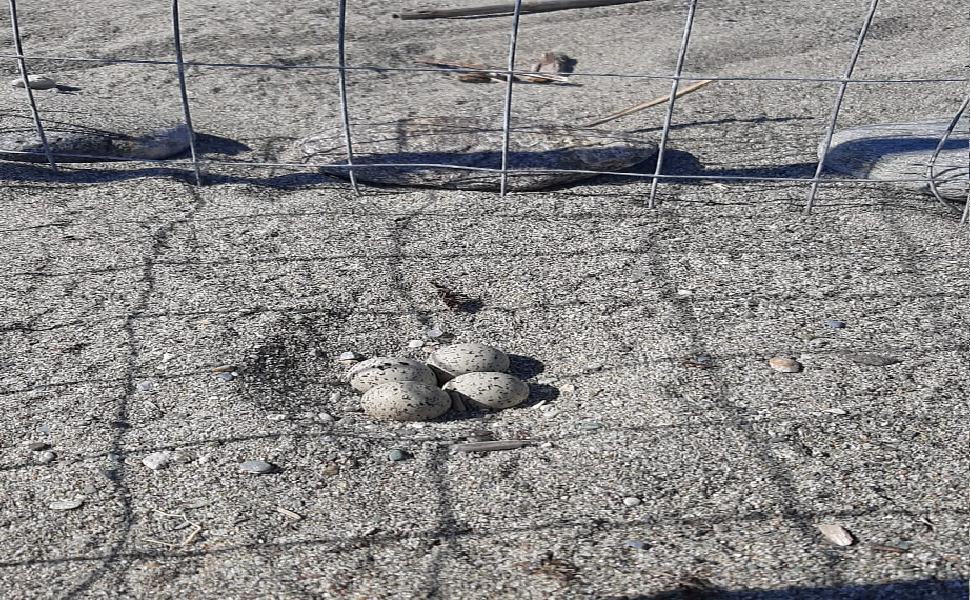 Sulla spiaggia di San Lucido deposto il nido di una specie protetta 51 uova uccello 1
