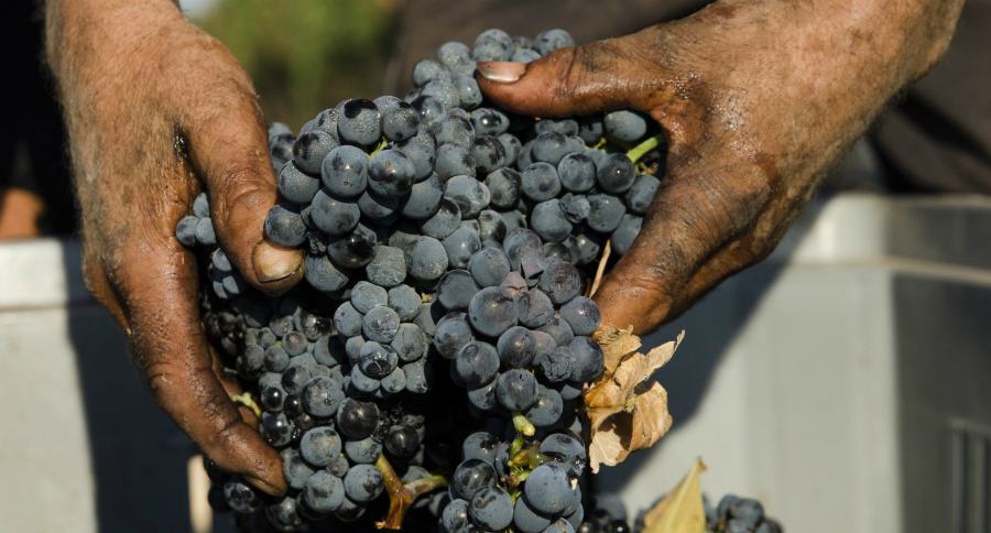 vendemmia 1